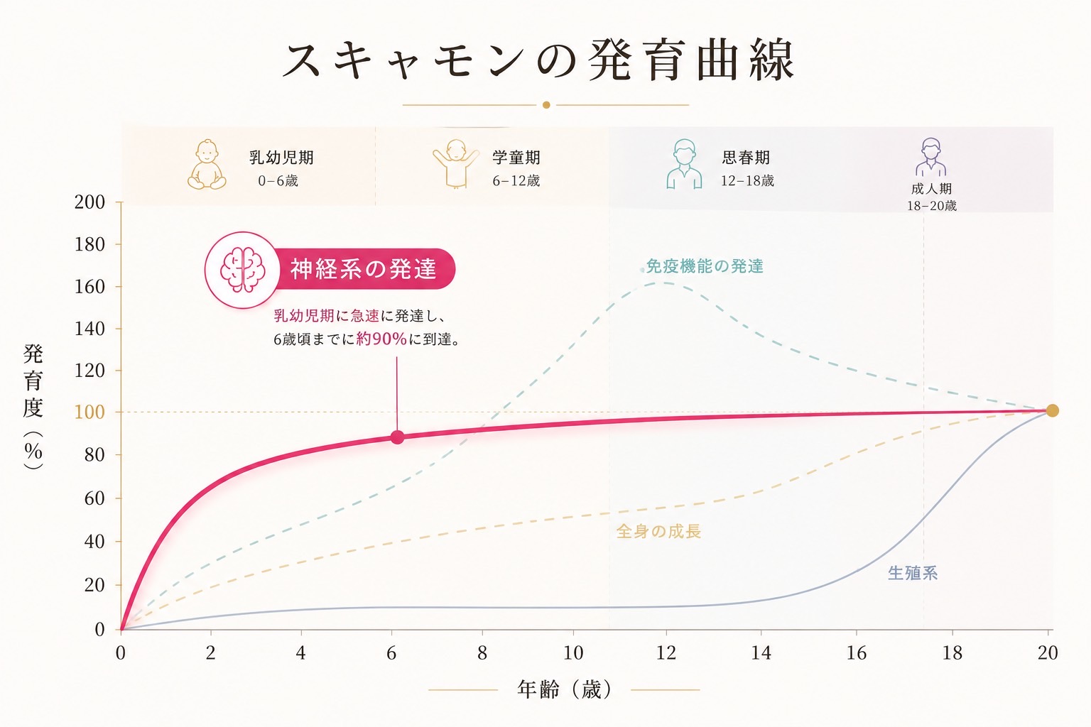スキャモンの発育曲線：神経系は乳幼児期に急速に発達し6歳頃までに約90%へ到達することを示す成長グラフ