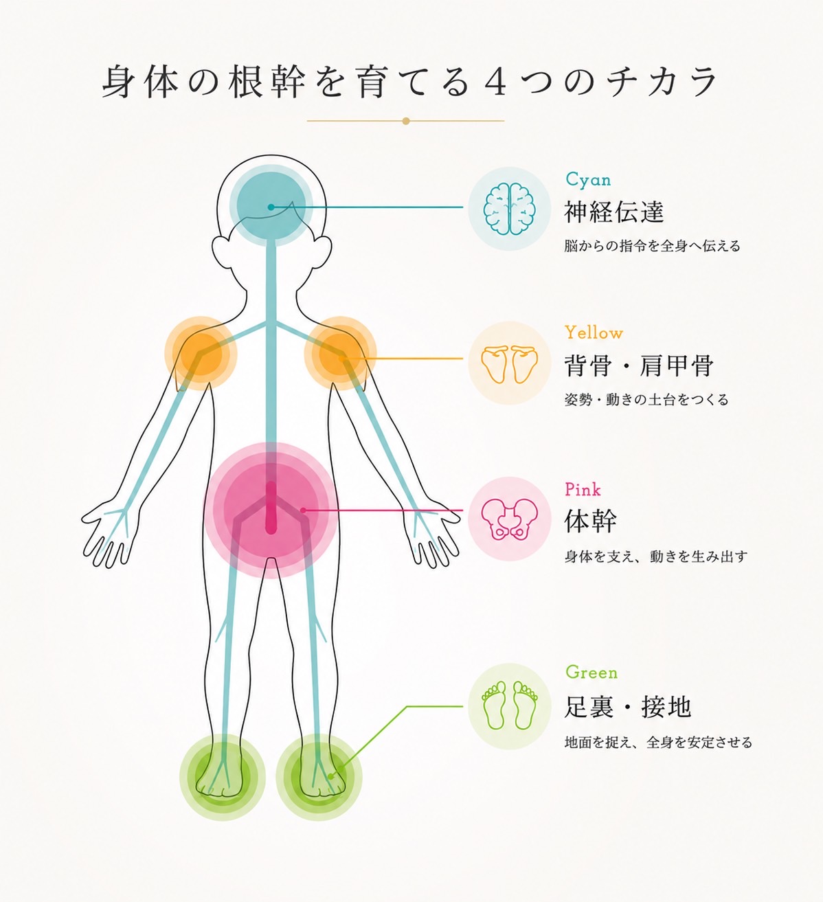 身体の根幹を育てる4つのチカラ：神経伝達（Cyan）・背骨/肩甲骨（Yellow）・体幹（Pink）・足裏/接地（Green）を示した子供の身体図