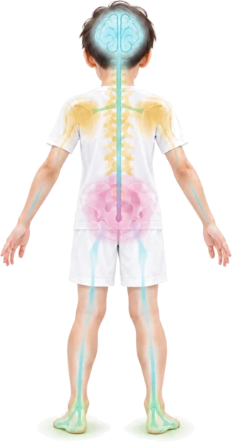 神経伝達・体幹・背骨と肩甲骨・足裏と接地の位置を示した全身図