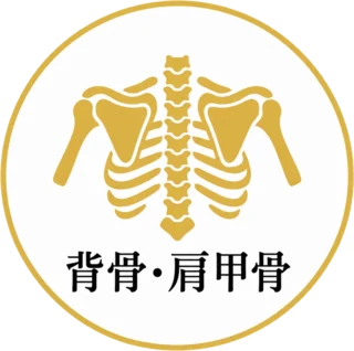 背骨・肩甲骨